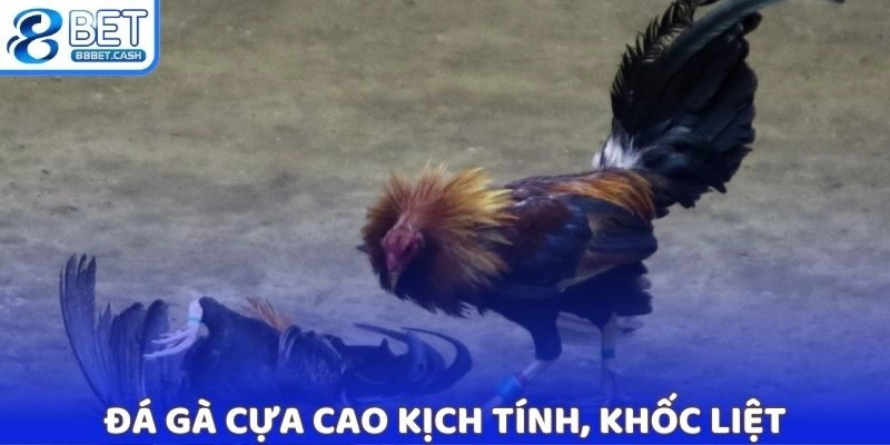 Đá gà cựa cao kịch tính, khốc liệt