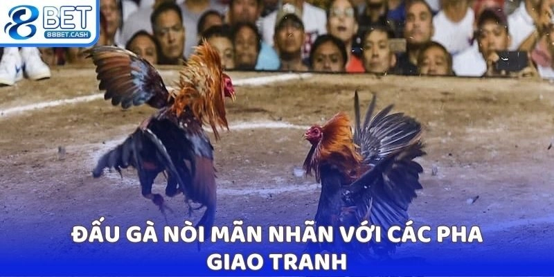 Đấu gà nòi mãn nhãn với các pha giao tranh