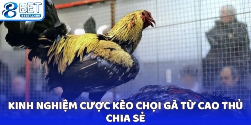 Kinh nghiệm cược kèo chọi gà từ cao thủ chia sẻ